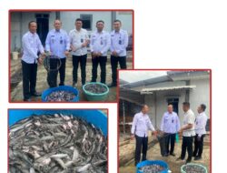 Dukung Program Menteri Imigrasi dan Pemasyarakatan, Lapas Narkotika Bandar Lampung Sukses Panen Lele 150kg