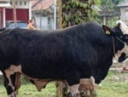 Jelang Idul Adha, Komisi II DPRD Lampung Bakal Cek Langsung Kondisi Hewan Kurban