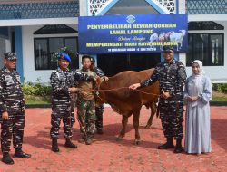 Memperingati hari Raya Idul Adha, Lanal Lampung melaksanakan penyembelihan dan pembagian daging hewan Qurban