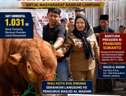 Sapi Kurban Presiden Tiba di Bandar Lampung, Eva Dwiana Serahkan Langsung ke Masjid Al Madani